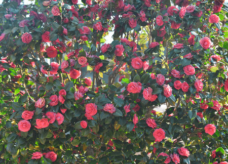 Pink Camellia flowers blooming in springtime at the public park of Nara, Japan.の写真素材
