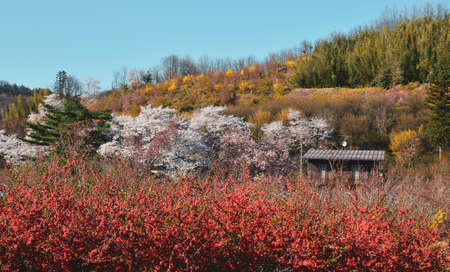 Cherry blossom in Yoshino, Nara, Japan. The annual cherry blossom festival is a cultural tradition for thousands of years in Japan.の写真素材