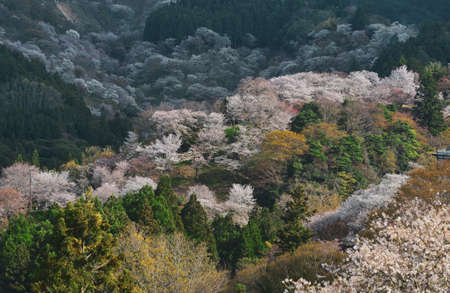 Cherry blossom in Yoshino, Nara, Japan. The annual cherry blossom festival is a cultural tradition for thousands of years in Japan.の写真素材