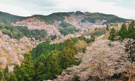 Cherry blossom in Yoshino, Nara, Japan. The annual cherry blossom festival is a cultural tradition for thousands of years in Japan.の写真素材
