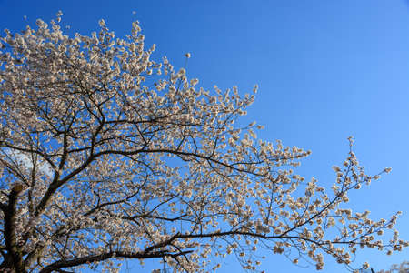 Cherry blossom in Yoshino, Nara, Japan. The annual cherry blossom festival is a cultural tradition for thousands of years in Japan.の写真素材