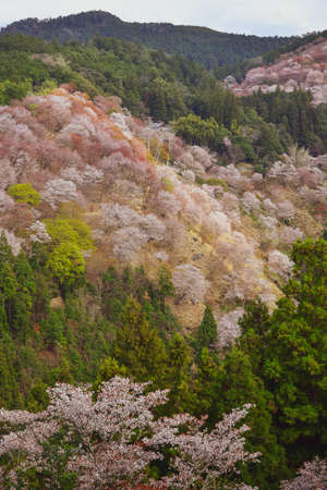 Cherry blossom in Yoshino, Nara, Japan. The annual cherry blossom festival is a cultural tradition for thousands of years in Japan.の写真素材