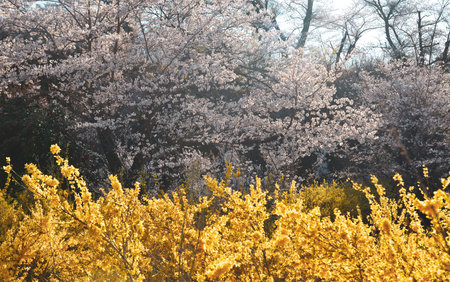 Cherry blossom in Yoshino, Nara, Japan. The annual cherry blossom festival is a cultural tradition for thousands of years in Japan.の写真素材