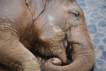 Indian elephant feeding at Pairi Daiza (Belgium)の写真素材