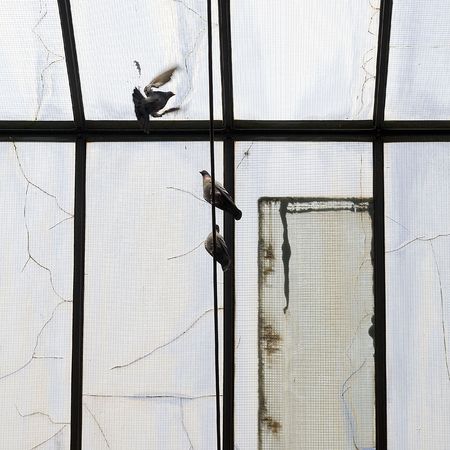 Dovesの写真素材