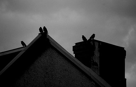 birds on a roofの写真素材