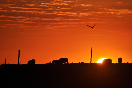 Sunsetの写真素材