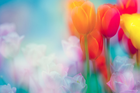 tulipsの写真素材