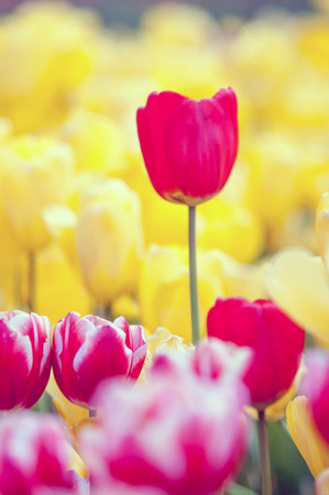 tulipsの写真素材