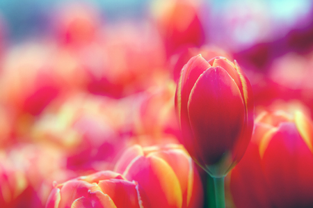 tulipsの写真素材