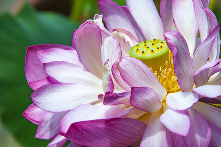 Lotus in the lotus pondの写真素材