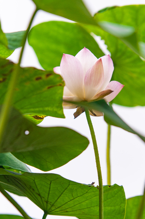 Lotus in the lotus pondの写真素材