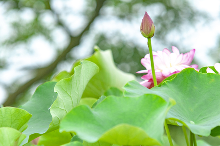 Lotus in the lotus pondの写真素材