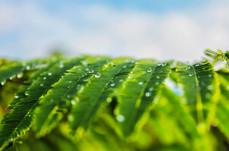leaves