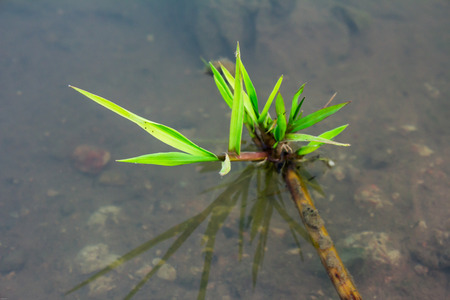 Mangrove trees inの写真素材