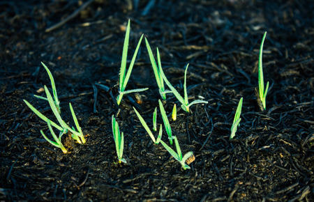 Seedlings newly set here for forest fires の写真素材