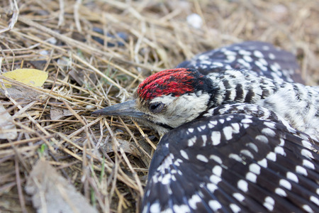 Dead bird on a pile of strawの写真素材