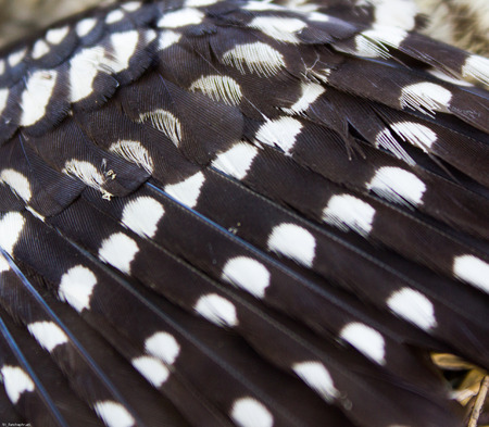 Pinion deadの写真素材