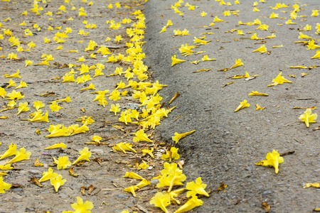 Yellow flowers on the ground