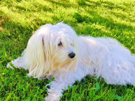 toy dog