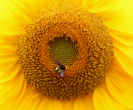 Sunflowerの写真素材