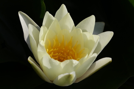 Water liliesの写真素材