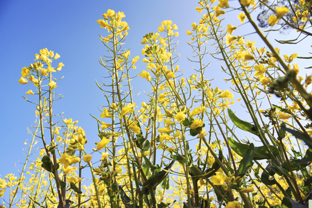 Brassica napus flower