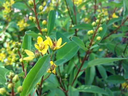 Yellow flowers の素材