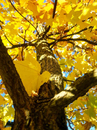 Autumn treesの写真素材