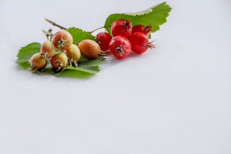 Two sprigs of hawthorn are on a white background. Bright red hawthorn berries. The view from the top. For your designの写真素材