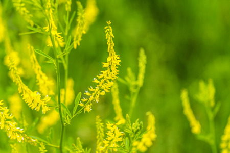 Flowers of Melilotus officinalis is on bright summer background. Blurred background of yellow - green. Shallow depth of field. Plenty of space for text.の写真素材