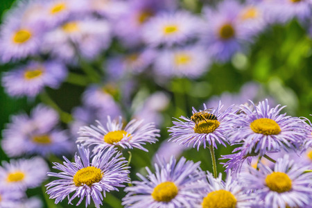 Small purple daisies - Erigeron. Garden flowers natural summer background. On a flower the bee...