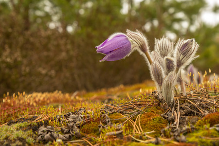 Natural blurred background. Delicate beautiful flowers pasque-flower (dream grass). Lights, bokeh. Plenty of space for text. For design. Wallpaperの写真素材