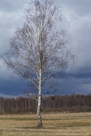 Big lonely birch grows in a field. The white trunk of a birch on a blue sky, very contrasting. Early spring - early April, the trees are missing leaves. Condition - before the rain.の写真素材