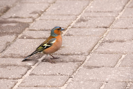 Chaffinch male standing on the surface looking right. Small beautiful migratory bird.の写真素材