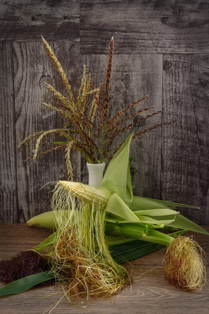 Pale green corn cobs with corn silk, lying on dark grey wooden table. Apical panicle with flowers, corn silk, and cobs of dairy ripeness. Studio photography.の写真素材