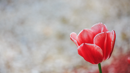 Natural blurred summer background. The texture of single blooming red Tulip. Plenty of space for text. For design.の写真素材