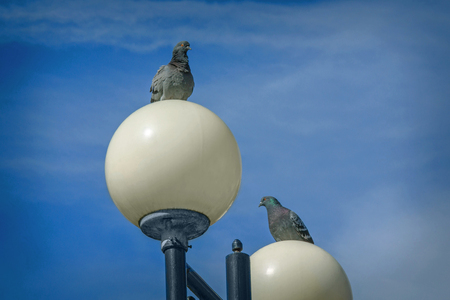 Two doves sitting on lampposts. Beautiful picture with the birds in the sky. Wallpaperの写真素材