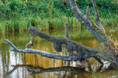 Old willow bizarre over the river. The trunk of the tree is above water. For design, illustration, Wallpaperの写真素材