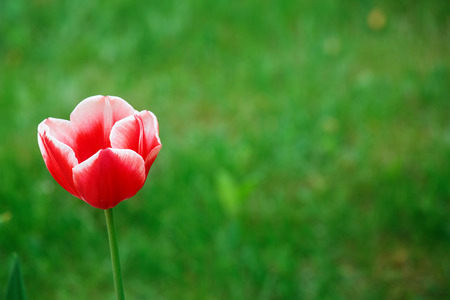 Single Tulip on a green blurred background.の写真素材