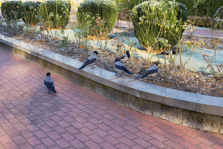 The first frost in the fall. Bushes and grass covered with frost. A flock of six crows.の写真素材