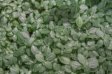 Celebratorily fittonia (Fittonia argyroneura) background sheets. Beautiful tropical plant used for landscaping.の写真素材