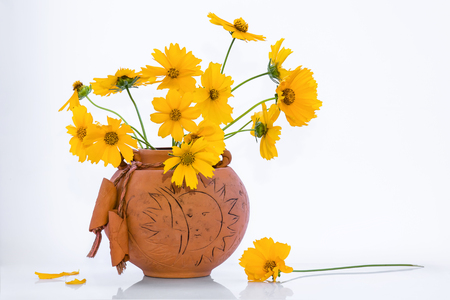 Many yellow flowers in a round ceramic vase on a white background. The concept of beauty, purity, health. For design, plenty of space for text.の写真素材
