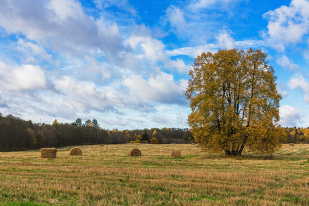 Old huge tree fall on the field. A beautiful autumn landscape. Round bales in a picturesque agricultural landscape with patchwork fields under a blue cloudy sky.  Tree and dry grass field.の写真素材