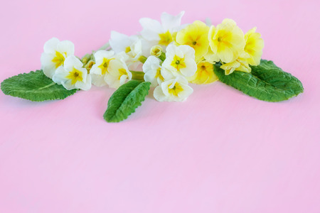 Clean pink background with flowers of primrose. Delicate white and yellow flowers Primroses on a pink background. Plenty of space for text. For printing, designの写真素材