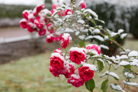 Floribunda roses in the snow. The beautiful pink flowers lying before the fallen snow. It is snowing and strong wind.の写真素材