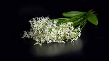 Orchid, Platanthera bifolia L. Rich, night violet