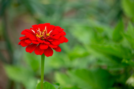 one flower of red zinnia Zinnia elegans . luxurious red flower on a blurred green background....