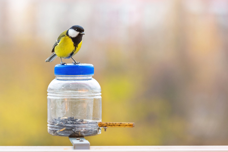 Titmouse is sitting on the bird feeder in the background of colorful blurred background. Beautiful bright picture with a bird. Caring for birds in winter. Studio photography.の写真素材