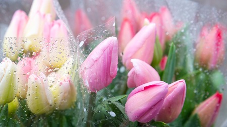 Beautiful fresh pink Dutch for women on mothers day tulips outdoors. Raindrops lie on a bouquet of tulips. Selective focus.の写真素材